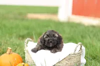 Sheldon, a male Shihpoo for sale in Lebanon, PA – 9 of 9