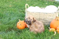 Selena, a female Shih Tzu and Poodle - Toy  for sale in Lebanon, PA – 8 of 9