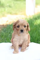 Curtis, a male Cavapoo for sale in Lebanon, PA – 2 of 9