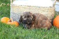 Stan, a male Shih Tzu and Poodle - Toy  for sale in Lebanon, PA – 7 of 9