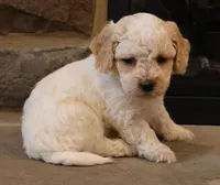 Bob, a male Bichpoo for sale in Lebanon, PA – 3 of 4