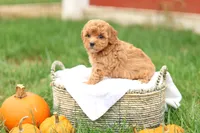 Holly, a female Havapoo for sale in Lebanon, PA – 7 of 10