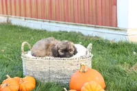 Seth, a male Shih Tzu and Poodle - Toy  for sale in Lebanon, PA – 3 of 9