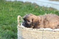 Seth, a male Shih Tzu and Poodle - Toy  for sale in Lebanon, PA – 8 of 9