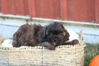 Serenity, a female Shih Tzu and Poodle - Toy  for sale in Lebanon, PA – 7 of 9