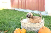 Selena, a female Shih Tzu and Poodle - Toy  for sale in Lebanon, PA – 6 of 9