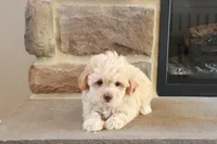 Sarah, a female Shihpoo for sale in Lebanon, PA – 5 of 10