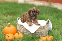 Jennica, a female Jack Russell Terrier and Poodle - Toy  for sale in Lebanon, PA – 1 of 10