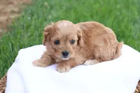 Curtis, a male Cavapoo for sale in Lebanon, PA – 5 of 9