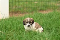 Skyler, a male Shihpoo for sale in Lebanon, PA – 7 of 10