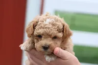 Mel, a male Maltipoo for sale in Lebanon, PA – 8 of 9