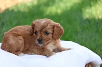 Christa, a female Cavapoo for sale in Lebanon, PA – 9 of 10