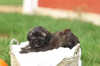 Sheldon, a male Shihpoo for sale in Lebanon, PA – 8 of 9