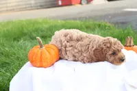 Tasha, a female Poodle - Toy  for sale in Lebanon, PA – 8 of 10