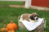 Skyler, a male Shihpoo for sale in Lebanon, PA – 8 of 10