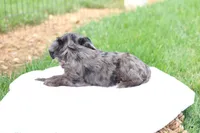 Cheryl, a female Cavapoo for sale in Lebanon, PA – 7 of 9