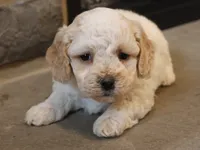 Bob, a male Bichpoo for sale in Lebanon, PA – 2 of 4