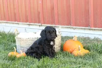 Colton, a male Cavalier King Charles Spaniel and Poodle - Toy  for sale in Lebanon, PA – 4 of 9