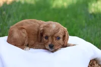 Christa, a female Cavapoo for sale in Lebanon, PA – 7 of 10