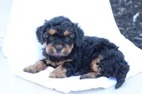 Heidi, a female Havapoo for sale in Lebanon, PA – 1 of 10