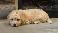 Brent, a male Bichpoo for sale in Lebanon, PA – 2 of 5