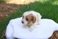 Cody, a male Cavapoo for sale in Lebanon, PA – 6 of 8