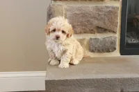 Sarah, a female Shihpoo for sale in Lebanon, PA – 2 of 10