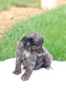Cheryl, a female Cavapoo for sale in Lebanon, PA – 5 of 9