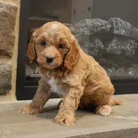 Christa, a female Cockapoo for sale in Lebanon, PA – 1 of 5
