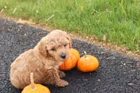 Timber, a male Poodle - Toy  for sale in Lebanon, PA – 5 of 9