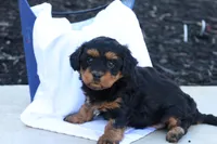 Hellen, a female Havapoo for sale in Lebanon, PA – 8 of 9