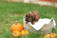 Jennica, a female Jack Russell Terrier and Poodle - Toy  for sale in Lebanon, PA – 6 of 10