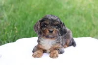 Chloe, a female Cavapoo for sale in Lebanon, PA – 7 of 10