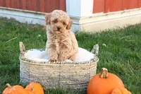 Toby, a male Poodle - Toy  for sale in Lebanon, PA – 2 of 9