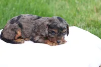 Chloe, a female Cavapoo for sale in Lebanon, PA – 8 of 10
