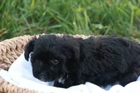 Hanson, a male Havapoo for sale in Lebanon, PA – 2 of 7