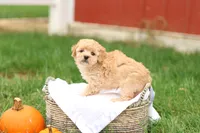 Hank, a male Havapoo for sale in Lebanon, PA – 4 of 8