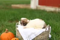Sarah, a female Shihpoo for sale in Lebanon, PA – 9 of 9