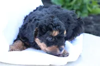 Heidi, a female Havapoo for sale in Lebanon, PA – 5 of 10