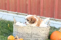Spencer, a male Shih Tzu and Poodle - Toy  for sale in Lebanon, PA – 2 of 10