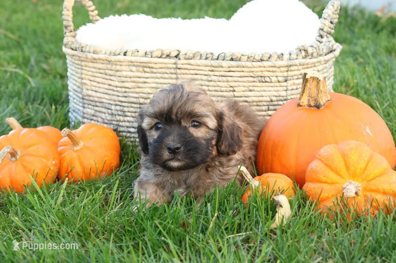 Seth – Shih Tzu, Poodle - Toy  puppy for sale in Lebanon, PA