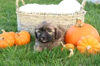 Seth, a male Shih Tzu and Poodle - Toy  for sale in Lebanon, PA – 1 of 9