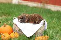 Jennica, a female Jack Russell Terrier and Poodle - Toy  for sale in Lebanon, PA – 8 of 10