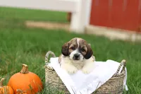 Skyler, a male Shihpoo for sale in Lebanon, PA – 1 of 10