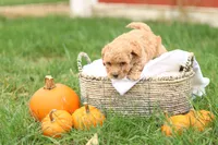 Harrison, a male Havapoo for sale in Lebanon, PA – 6 of 7