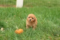 Haven, a female Havapoo for sale in Lebanon, PA – 6 of 10