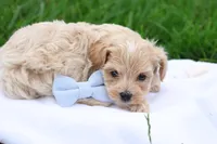 Marcus, a male Maltipoo for sale in Lebanon, PA – 2 of 7