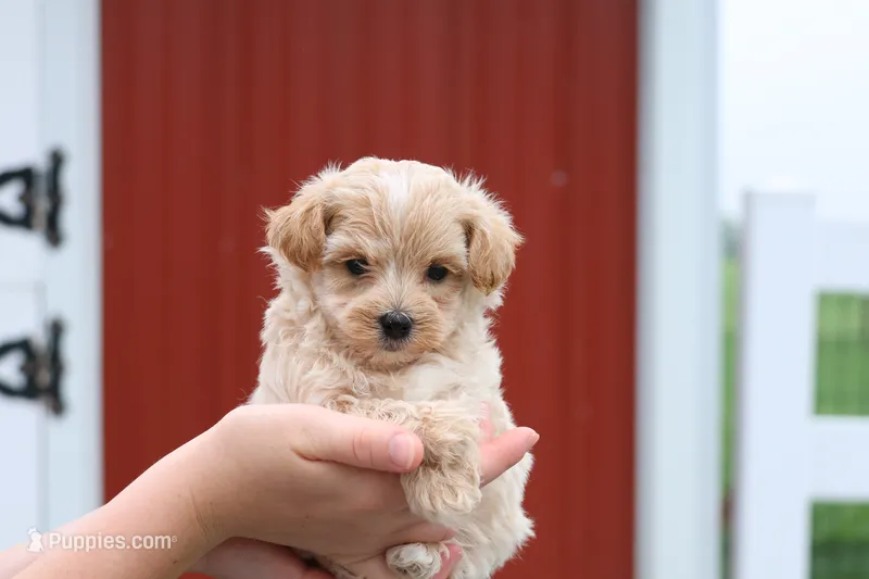 Marcus – Maltipoo puppy on hold in Lebanon, PA