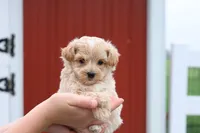 Marcus, a male Maltipoo for sale in Lebanon, PA – 7 of 7