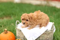 Haven, a female Havapoo for sale in Lebanon, PA – 5 of 10